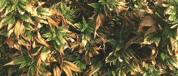 Leaf problems with cannabis plants Part 2: Recognizing deficiencies