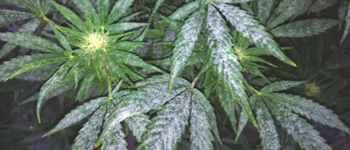 Leaf problems with cannabis plants Part 3: Life-threatening diseases