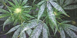 Leaf problems with cannabis plants Part 3: Life-threatening diseases