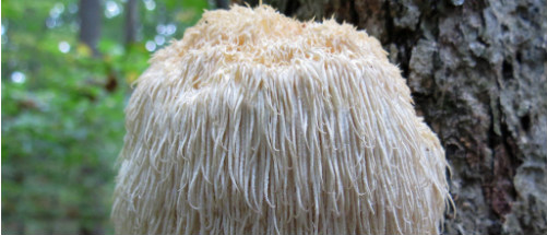4 reasons why Lion's Mane is special