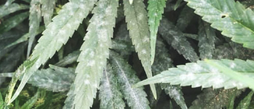 Mildew on Weed? Fight back if you See it!