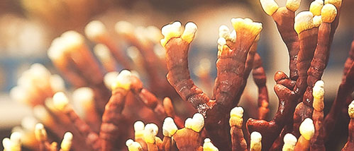 Reishi: the "Feel-good mushroom"