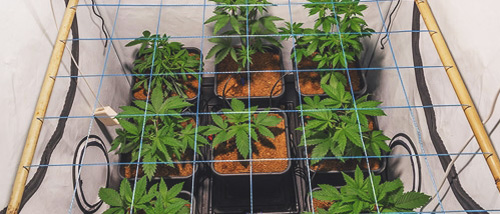 Easily Increase Yield with ScrOG - Screen of Green