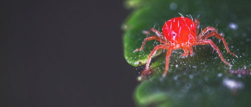 Combating Spider Mites on Cannabis Plants