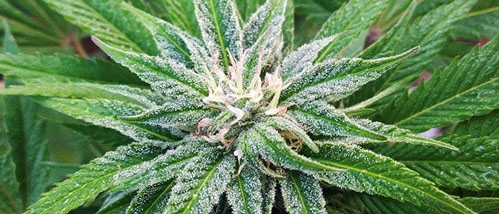 White Widow Weed: All the differences between the varieties
