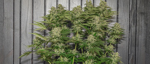 Everything about autoflower weed seeds