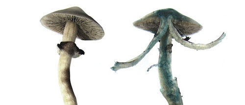 Will Magic Mushrooms Turn Blue from Psilocybin?