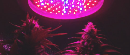 LED Grow Lamp for Cannabis - Pros and Cons