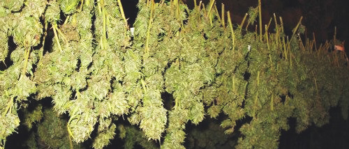 Curing and Drying Cannabis in a Few Simple Steps