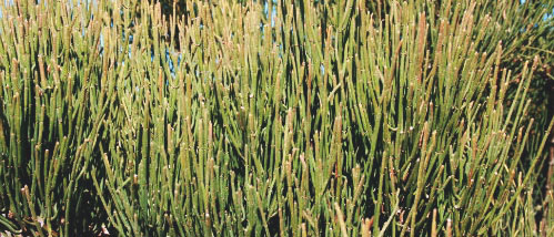 More information on Ephedra sinica