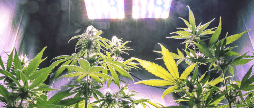 Indoor Cannabis Growing Guide for Beginners