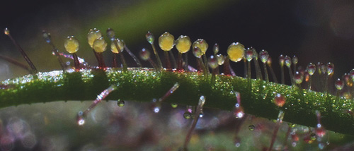 Hash or Weed: the Differences and Uses