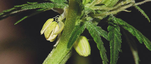 Hermaphrodite among my weed - What now?