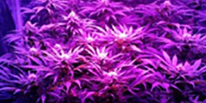 Top 5 marijuana seeds indoors