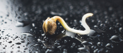 Germinating Cannabis Seeds