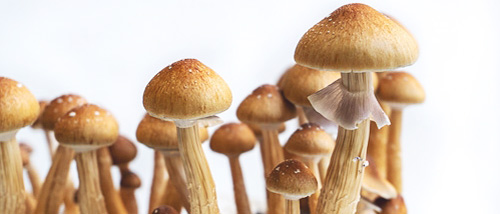 Shroom Cultivation - How to Maximise your Shroom Yield
