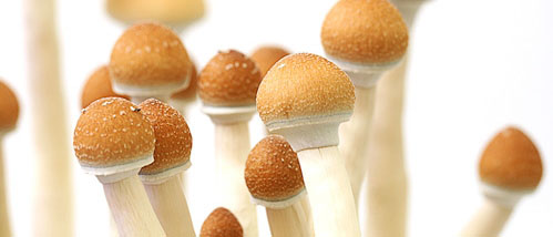 Growing Report for Golden Teacher Shroom Grow Kit