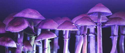Can Blue Light Increase the Yield of Your Mushroom Grow Kit?