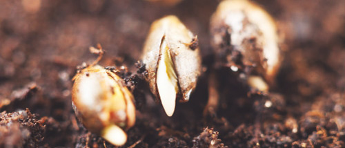 Cannabis Seeds - 25 frequently asked questions about cannabis