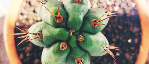Growing San Pedro Cactus: Germinating Seeds & Growing