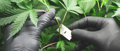 Cloning Weed in a Few Simple Steps
