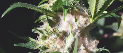 Stop & Prevent Cannabis Bud Rot