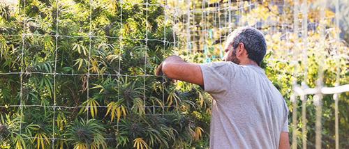 Trellis for Higher Yields in Outdoor Weed Growing