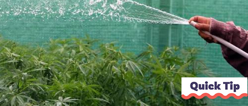Watering Cannabis | Quick Tip