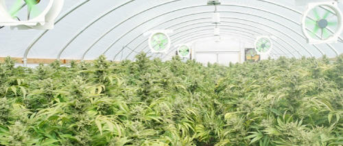 Growing Cannabis in a Greenhouse