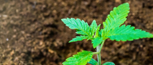 Growing Cannabis On Coconut Fibre: Hydroponics
