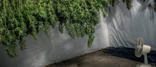 How do I Maximize my Cannabis Harvest?