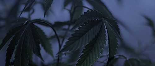 Darken Cannabis - Accelerate and Improve Cannabis Flowering Stage