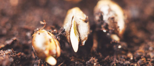 Help! My Weed Seeds Are Not Germinating