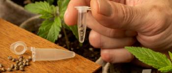 The 5 Best Cannabis Seeds for Medical Cannabis Growing