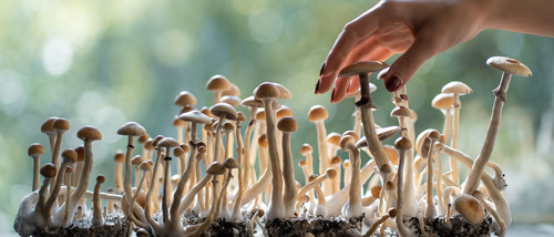 Growing Magic Mushrooms for Beginners