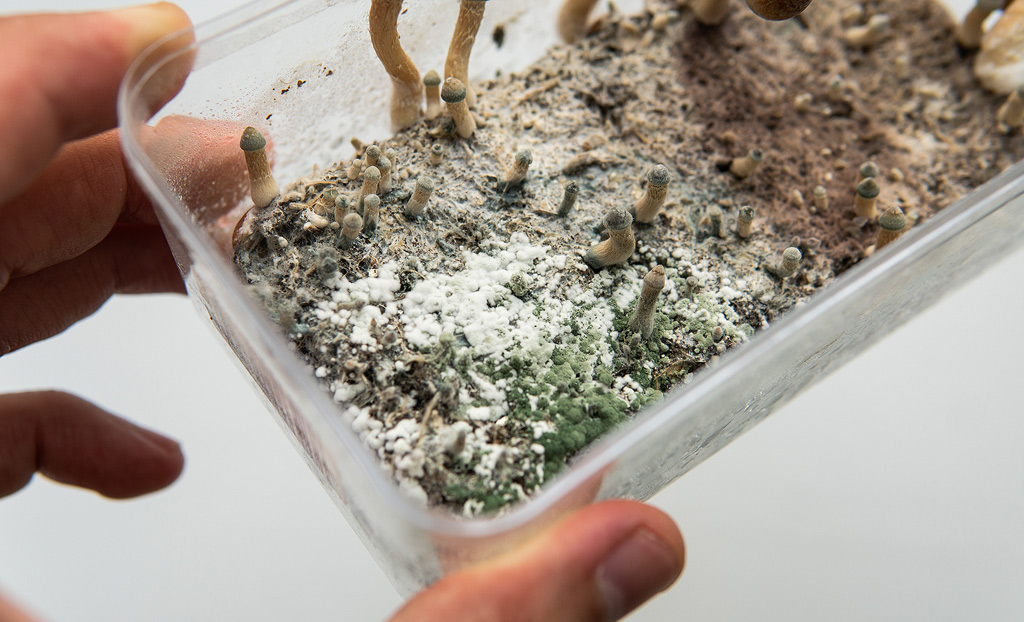 green mold in a magic mushroom grow kit.