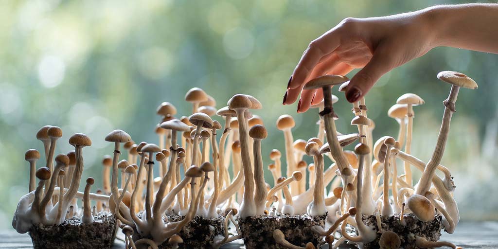 magic mushrooms by the window. A hand seems to be picking them.