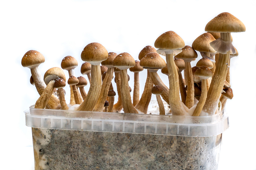 magic mushroom grow kit golden teacher