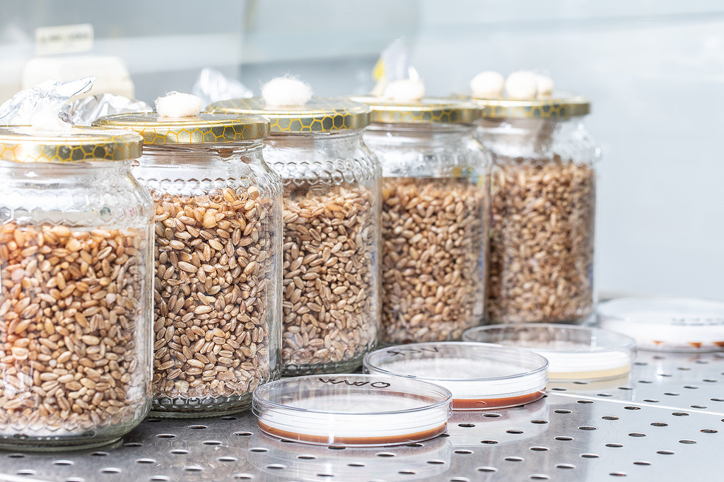 a photo of a typical small-scale magic mushroom laboratory.