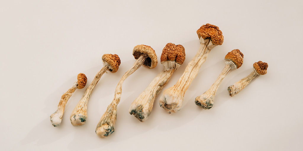 Dried Psilocybe cubensis mushrooms.