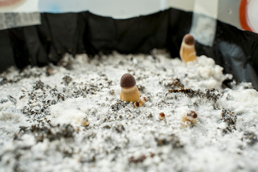 a magic mushroom grow kit is about to pin. This is indicated by the young mushrooms and the total coverage of the bottom with white mycelium