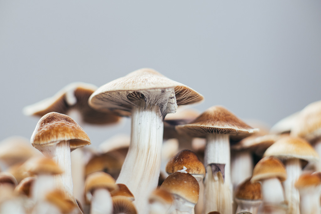 the releasing veil under the cap of the magic mushrooms signals the ideal moment for harvesting magic mushrooms