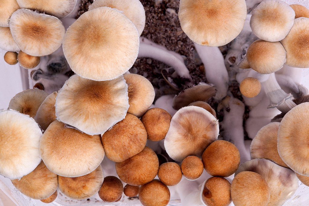 magic mushrooms from above