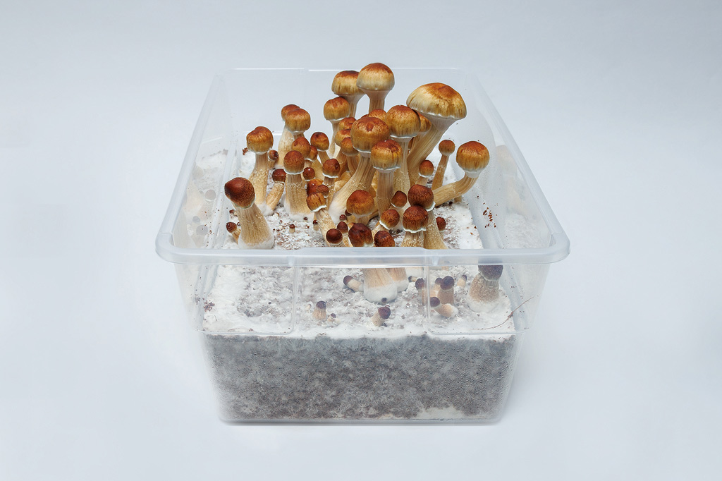growing magic mushrooms in a monotub