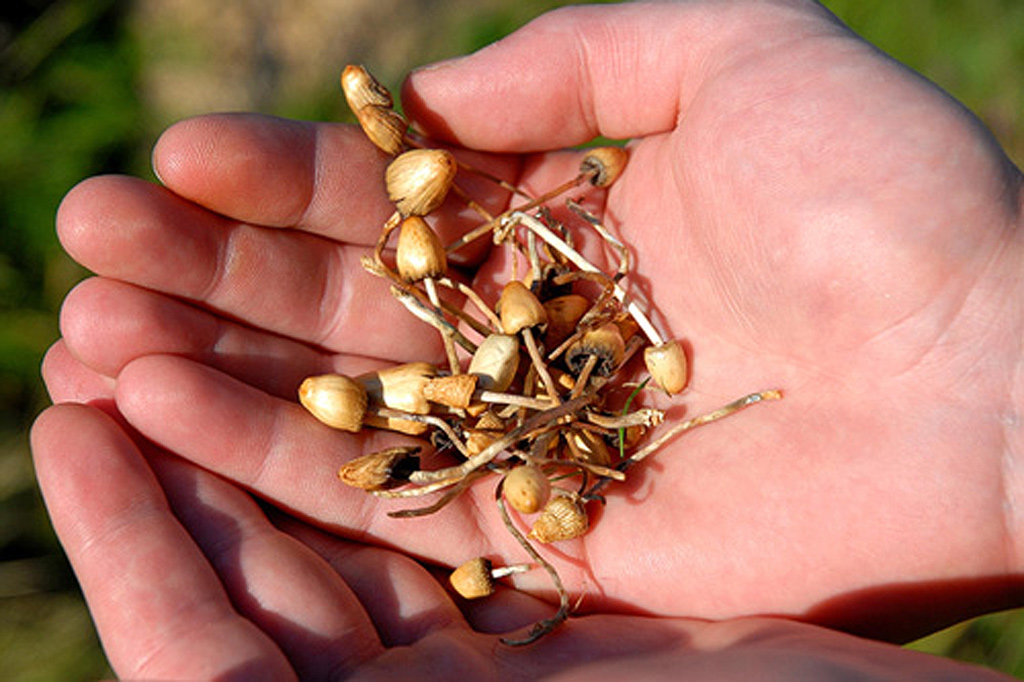 Liberty cap - Psilocybe semilanceata