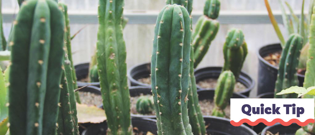 How to Make San Pedro Cactus Cuttings | Quick Tip