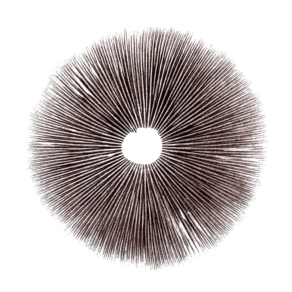 a spore print of psilocybe cubensis. note the dark brown to deep purple color.