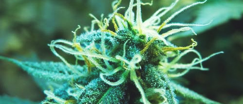 7 Tips for your Female Cannabis Plant in the Flowering Stage