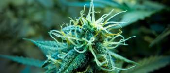 7 Tips for your Female Cannabis Plant in the Flowering Stage