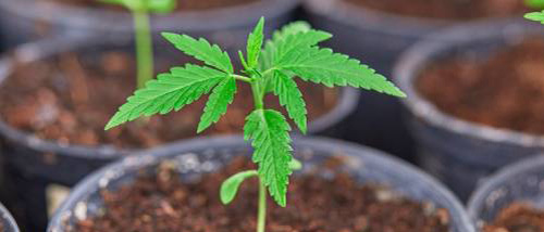 cannabis seedling